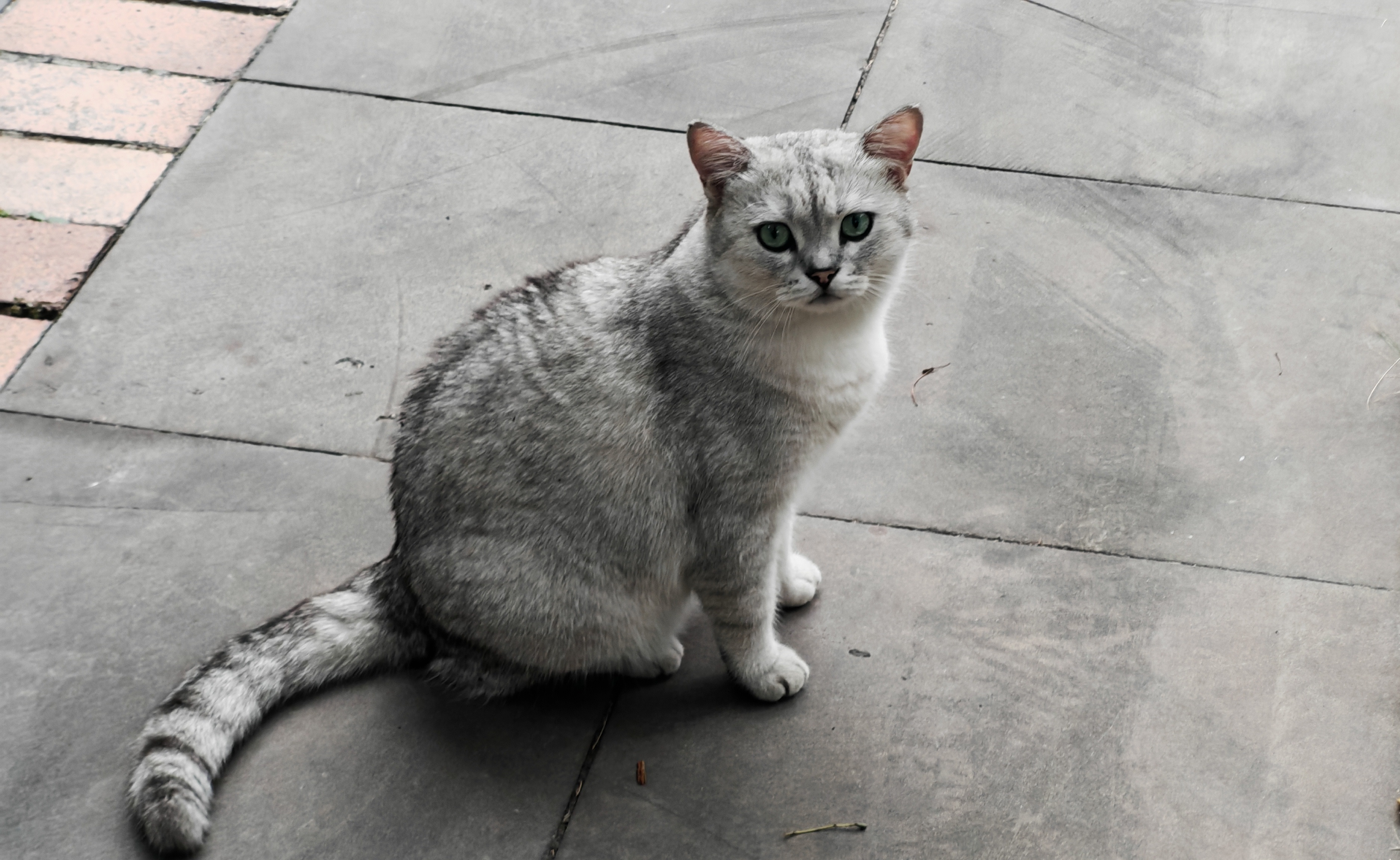 无公网v4/v6, FRP+NPM的公网反代（以emby为例）