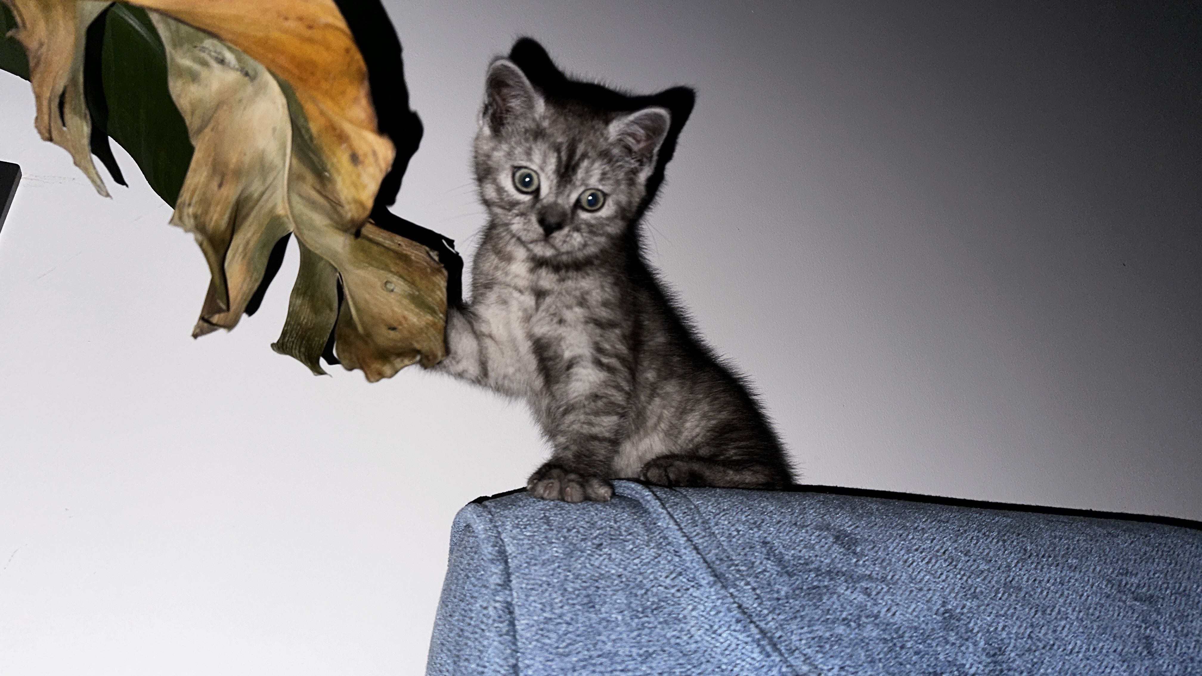 猫片集合3