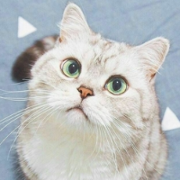 魔法猫